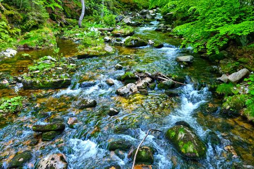 A small stream of cold clear water flows over the stones in the forest