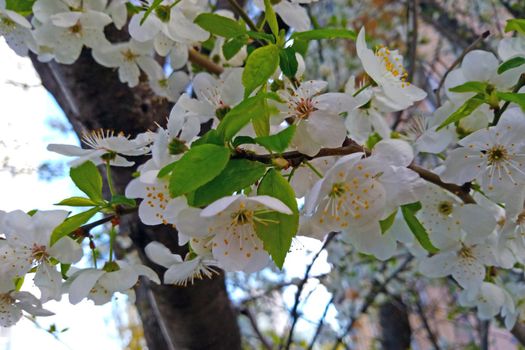 Close-up on cherry blossoms in the park in spring