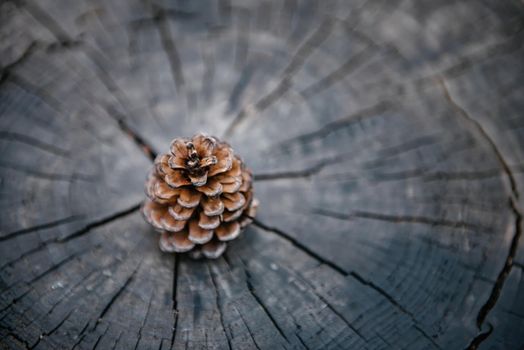 Pine Cone on Wooden Texture Background, Close-Up of Nature Dry Pine Cone Isolated on Tree Wood Annual Ring. Brown Pine Seed for Celebration Decorative. Abstract Background and Natural Texture