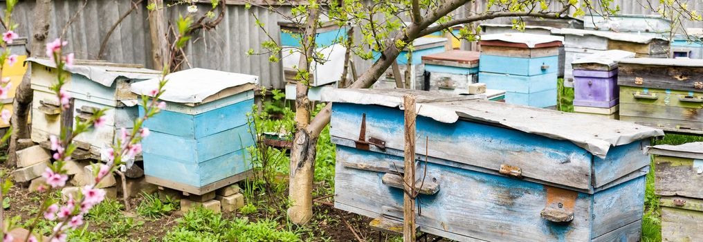 Rows of hives under branches with cherry blossoms. Apiary in the spring in aperil. Honeybees collecting pollen from white flowers in garden