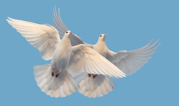 white doves of peace and freedom fly in the sky , new times, prosperity, good news