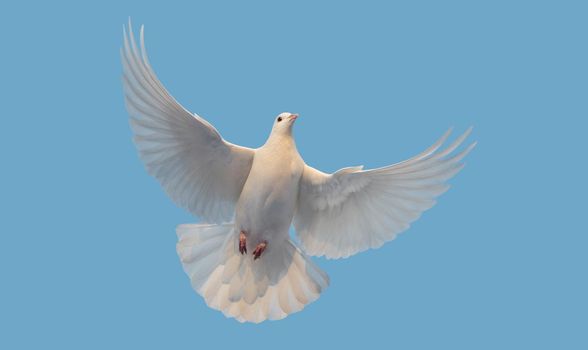 white dove of peace flies in the clear sky , new times, prosperity, good news