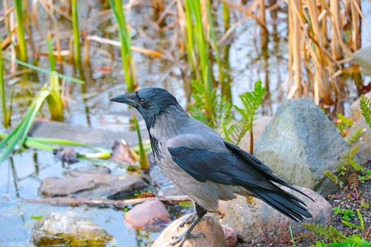 Close-up of a crow. A crow stands on the stone and looks carefully