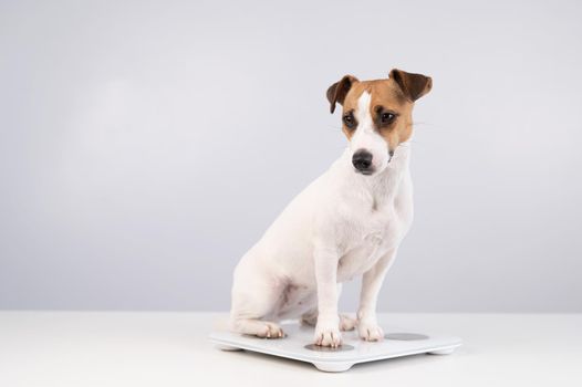 Dog jack russell terrier stands on the scales on a white background