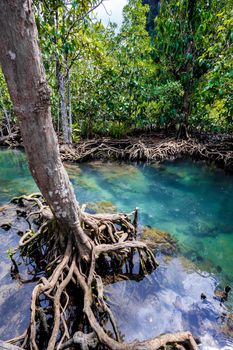 Tropical tree roots or Tha pom mangrove in swamp forest and flow water, Klong Song Nam at Krabi, Thailand.