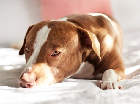 Portrait of an adorably sweet dog relaxing on a bed at home.