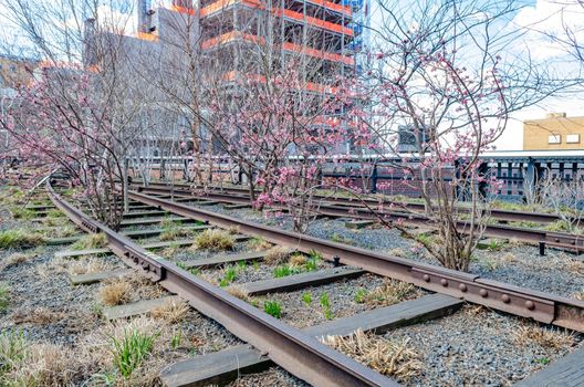 Railroad Track with trees and pink blossom at the High Line Rooftop Park, New York City during sunny winter day, horizontal