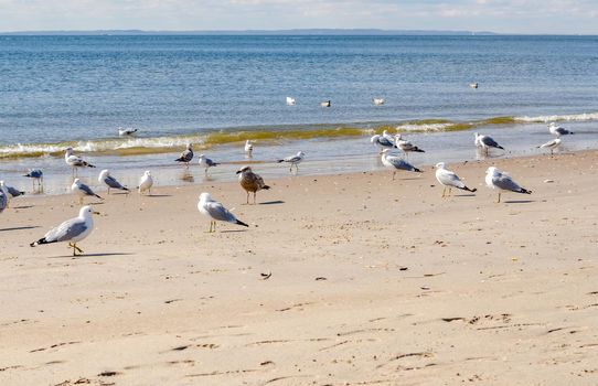 Seagulls at the Beach of Coney island next to the ocean, close-up, Brooklyn, New York City during winter day with cloudy sky, Island in the distance at the horizon, horizontal