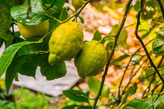 Frehs lemons on a lemontree (majorca)