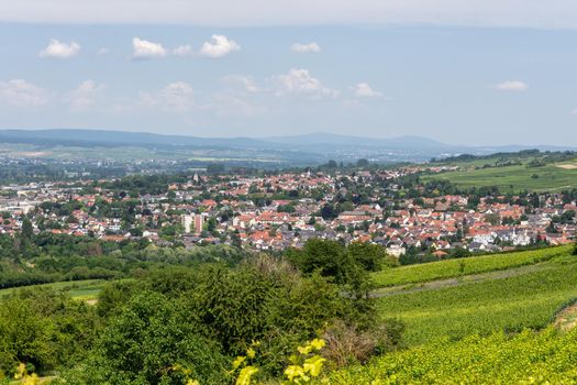 Ingelheim, Rhein, Germany during summertime