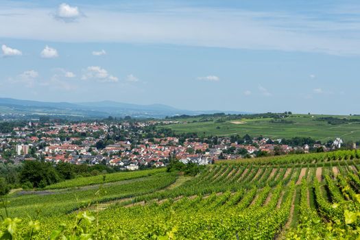 Ingelheim, Rhein, Germany during summertime