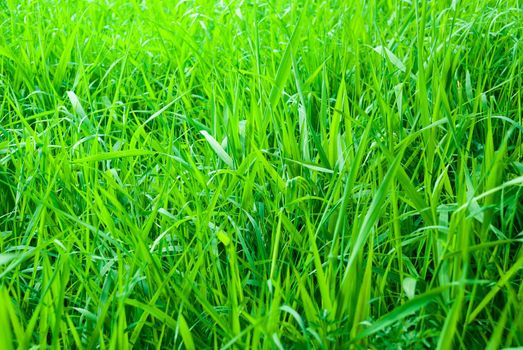 Green fresh Meadow Background
