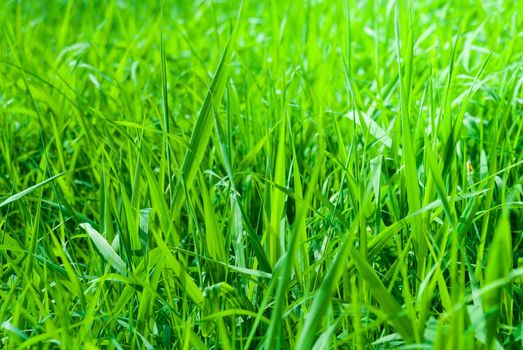 Green fresh Meadow Background