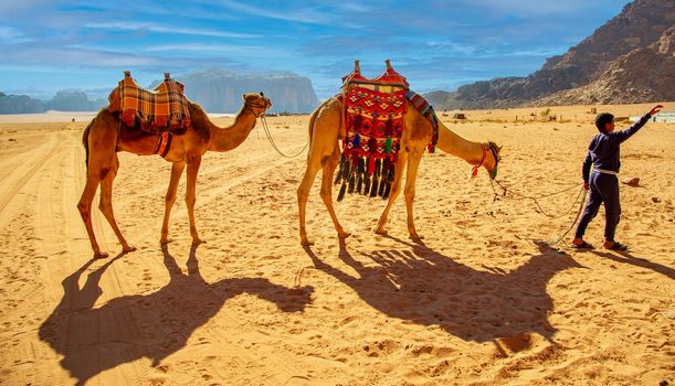 Camels driven by a Bedouin child in Wadi Rum Jordan 20 February 2020. Camels used to transport tourists