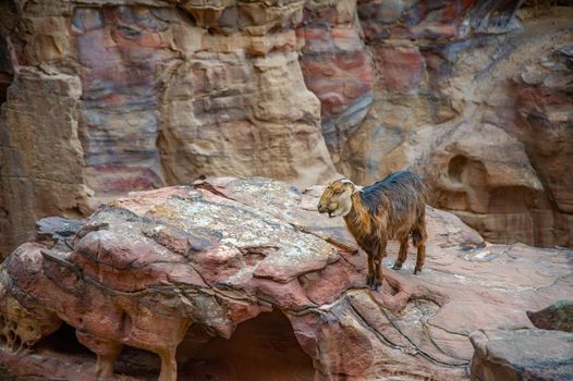 Brown mountain goats in Petra Jordan eating leaves among the red rocks and next to tourists