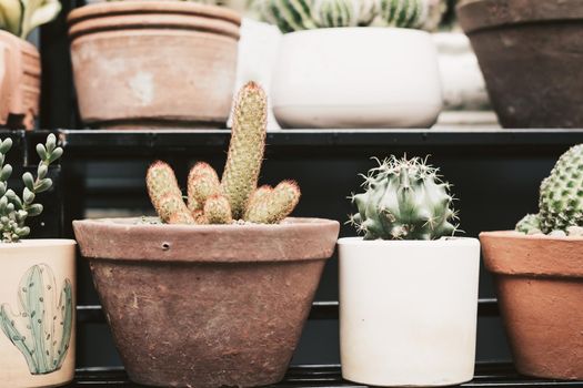 Botanic greenhouse garden, shop. Cultivation Ornamental real cactus in pot row beauty. Green grow cacti prickly flower blossom bloom. Summer floral design home decor. Collection various house plant.