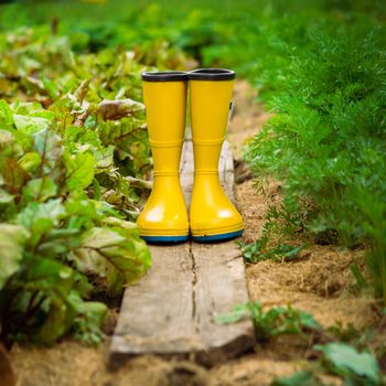 A closeup of yellow rubber boots in a green beautiful garden. Gardening boots on the wood plank on the ground