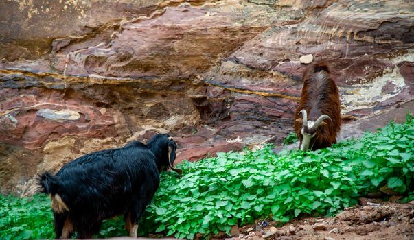 Brown mountain goats in Petra Jordan eating leaves among the red rocks and next to tourists