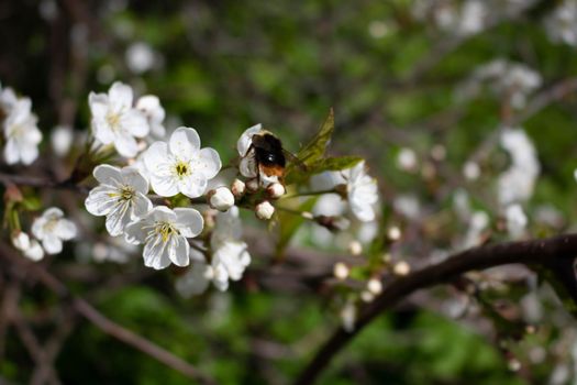 A bee on an Apple blossom . In spring, the bee pollinates the flowers. Small details close-up.