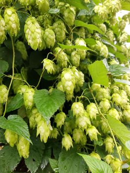 Bright green hop cones after a summer rain.