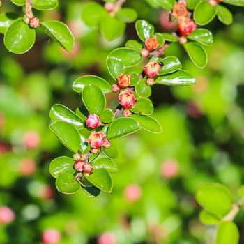 Small pink flower buds of a cotoneaster horizontalis bush in the garden in spring. Botanical concept