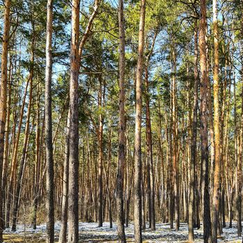 Spring in pine forest. Tall pine trunks and unmelted snow in sunny day