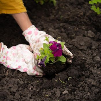 A closeup of hands of a young gardener with a seedling in a peat pot. A hand in gloves puts the plant in the soil. Petunia hybrida seedlings are going to be planted in the processed black soil.