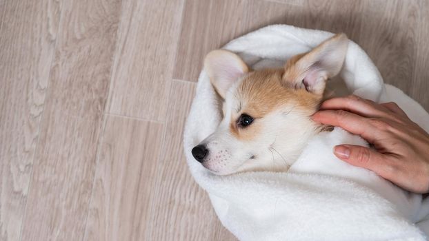 Woman wrapped a red corgi puppy in a blanket