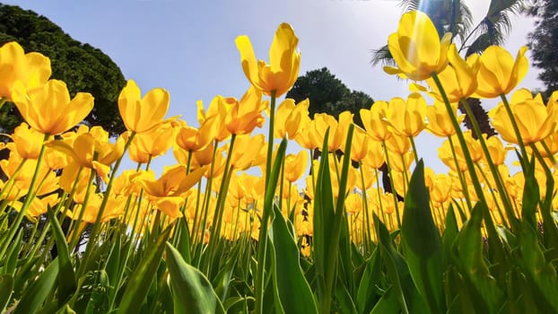 Yellow tulip flowers growing in park on background of blue sky In rays of sun. Bottom view