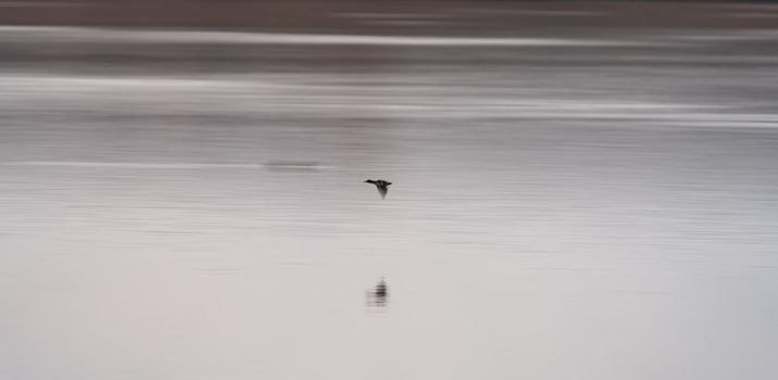 Isolated blurred duck flying over the calm lake with text space