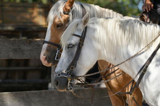 A white and brown horses in a leather strap in a farm