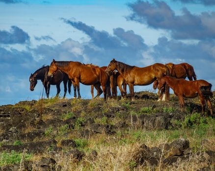Profile of wild horses group on top of hill agains blue cloudy sky