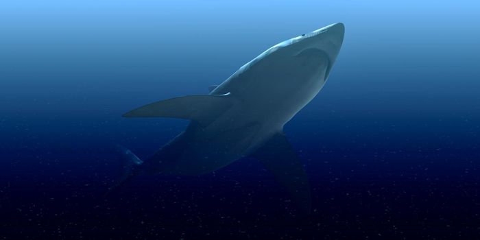 3d illustration of the white shark swimming underwater