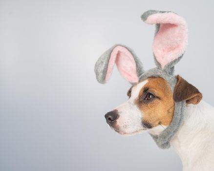 Portrait of a cute dog jack russell terrier in a bunny headband on a white background