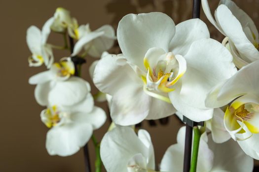 Big white flowers of a beautiful potted orchid