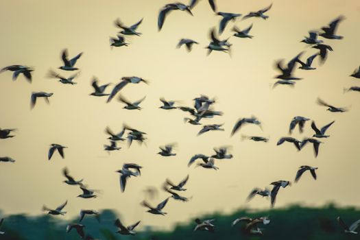 A flock of black-headed gulls in flight - blur effect, summer day