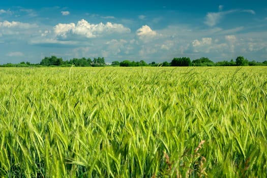 Green grain field and clouds on the sky, spring day