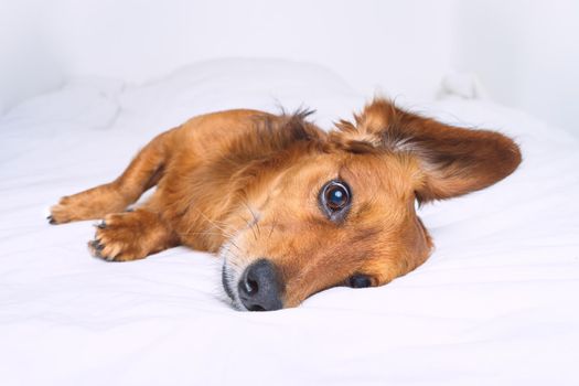 Beautiful cute brown long haired dachshund dog lying on the white bed. High quality photo