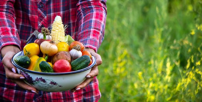 woman in the garden with vegetables in her hands. selective focus. nature.