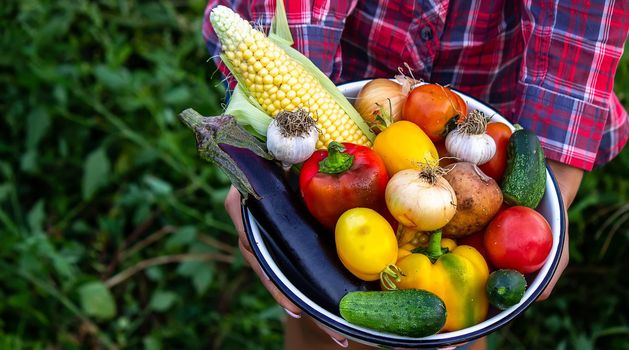 woman in the garden with vegetables in her hands. selective focus. nature.