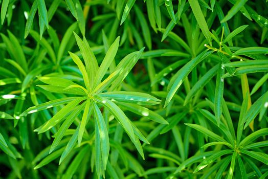 Background of green plant like a cannabis, closeup