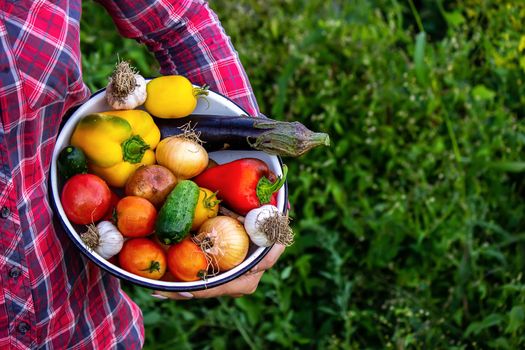 woman in the garden with vegetables in her hands. selective focus. nature.