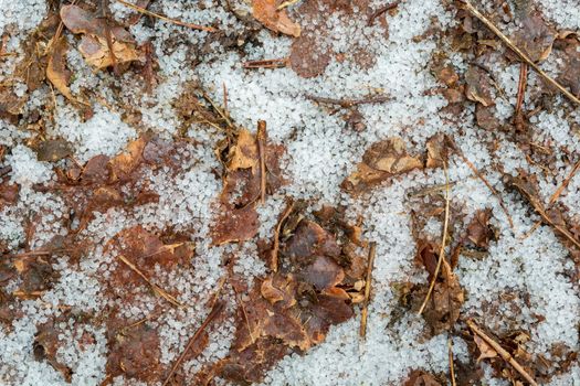 Snow croup and brown leaves on the ground, close up