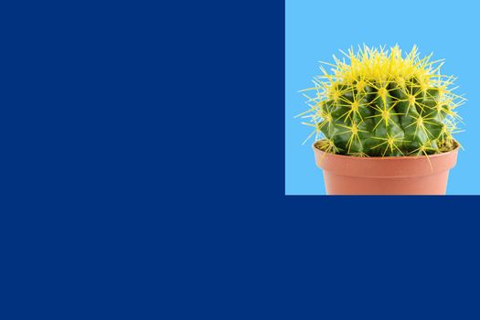 Minimal design background with cactus in square on blue background with copy space