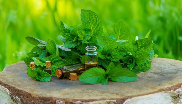 Amber bottle with essential oil Peppermint with fresh mint leaves, herbal scent in a dark glass jar. Aromatherapy concept. Selective focus