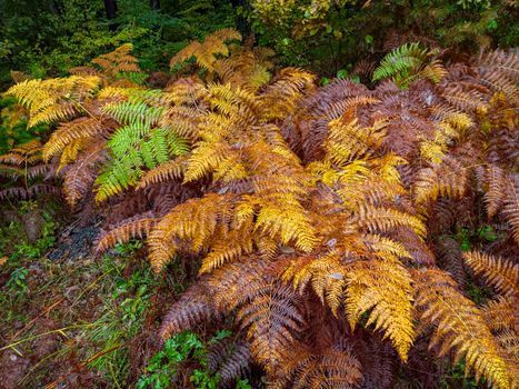 autumn forest with colorful fern leaves. Nature background