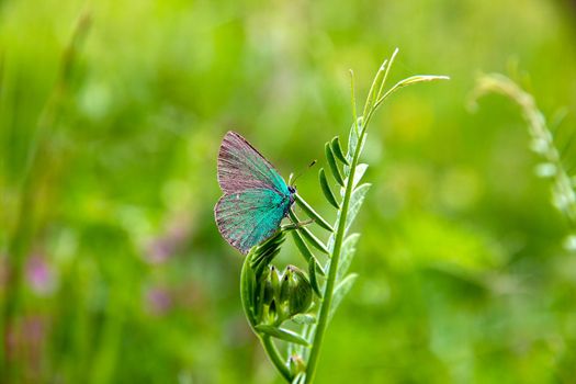 beautiful colorful butterfly on flower in garden , blurred background