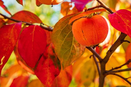 Vivid autumn colors of a paradise apple tree. Close view