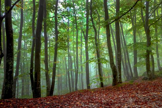 View inside of the foggy forest on the trees. Scenic foggy landscape