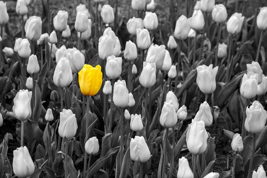 Nature background of tulips with selective yellow color. Nature concept